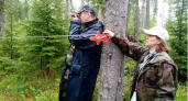 В Коми завершили масштабную проверку молодых лесов