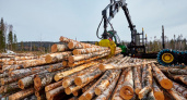 Лесная отрасль Коми бьёт рекорды: экспорт пиломатериалов и пеллет вырос вдвое