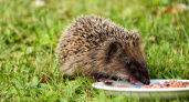Почему ёж на участке – это сигнал опасности. Его сразу надо гнать или поить молоком, если не уходит