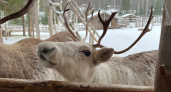 В Коми в заказнике “Дзервад” зафиксированы факты браконьерской охоты на северных оленей