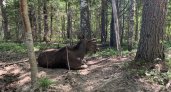 В Коми стартует сезон охоты на лося: как и когда получить разрешение