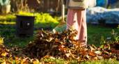 Не осенний мусор, а настоящее "золото": как превратить кучу листьев в удобрение для вашего сада