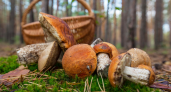 Трофеи продвинутых грибников: что собирать в лесу кроме боровиков и подберёзовиков