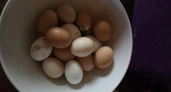 Пить или не пить: врачи дали окончательный вердикт по сырым яйцам -результат удивит поклонников ЗОЖ