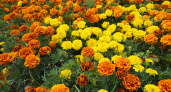Золотые искры осени: секреты подзимнего посева бархатцев