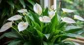 Спатифиллум разразится буйным цветением: для шикарных парусов помогут 2 цитруса – сплошная польза 