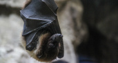 Летучие мыши всё чаще наведываются в дома ухтинцев