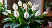 100 гр в воду — и спатифиллум на 7-ом небе от счастья: выпускает цветоносы без остановки — мощная подкормка для «женского счастья»