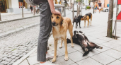 Именно за такими людьми на улице постоянно увязываются собаки