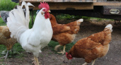 Какие странные «фокусы» начинают творить куры, если забрать у них петуха