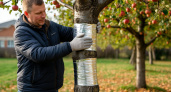 Все яблони и груши - в фольгу: оборачиваю деревья перед наступлением зимы, и весной ни тли, ни муравьев