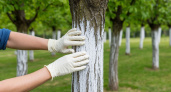 Секрет несмываемой побелки для деревьев: Простой продукт из холодильника, который решит главную проблему