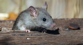 Мыши в панике: две капли - и армия грызунов бежит сверкая пятками. Новый метод защитить дачу без яда
