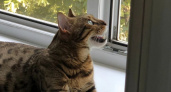 Не только птички: 7 вещей, за которыми ваша кошка следит из окна