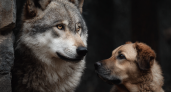 Почему волк не нападает на равного, а собака лезет в любую драку - причина проста