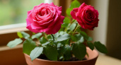 Как сохранить розу в горшке на зиму: плавный переход в покой и весеннее пробуждение