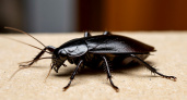 Рыжий таракан в доме – трагедия, а чёрный – настоящая катастрофа: как защититься