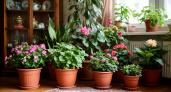 Удивительный эффект самой обычной кухонной вещи: комнатные цветы растут как на дрожжах