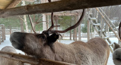 В Коми подтвердили наличие популяции северного оленя в заказнике “Дзервад”
