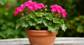 1 крошку в горшок — и герань обновляется: листва не желтеет, а бутоны лезут даже на молодых черенках