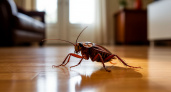 Куда пропали тараканы: правда ли, что они вымирают, и кто в этом виноват
