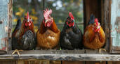 Народный приём из Белоруссии реально сработал: куры начали нестись уже на вторые сутки, хотя до этого яиц не было неделю