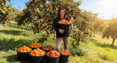 Заработала на сборе хурмы и мандаринов: удалось ли хоть что-то заработать – вся правда россиянки