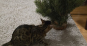 Почему кошка валяет елку: 3 хитрости которые помогут вашему питомцу не шкодить, а наслаждаться
