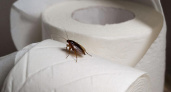 Тараканы покинули дома не от Wi-Fi. Учёные изучили истинные причины и забеспокоились