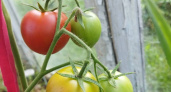 Легенда грядок: Почему семена томата «Малиновка яблочная» дачники разбирают первыми