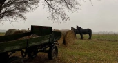 Коми занимает второе место на Северо-Западе по поголовью лошадей