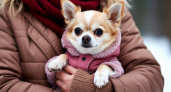 Какие породы собак наиболее уязвимы зимой и как их защитить