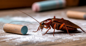 «Тараканы из дома сбежали и даже носа не показывают обратно»: друг рассказал о способе решения проблемы с вредителями
