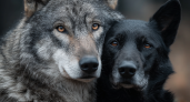Собака и волк: в чём разница между лучшим другом и диким хищником