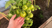 Эти томаты растут даже в мороз: агроном назвал три лучших сорта — их скупают уже в январе