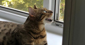 Почему кошки постоянно смотрят в окно - запомните раз и навсегда