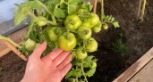 Эти томаты растут даже в мороз: агроном назвал три лучших сорта — их скупают уже в январе