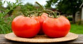 Сажаем уже больше 30 лет. Любимые 7 сортов помидоров, которые я всем рекомендую сажать в 2026 году