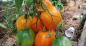 Не тратьте на них свои силы, время и деньги: 7 худших сортов томатов - антирейтинг
