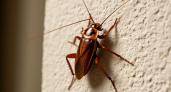 Тараканы захватывают квартиры — вот каких вещей нужно избегать, чтобы они не пришли и к вам