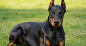 Почему доберманы больше не работают в полиции: что не так с породой