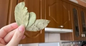 Дома каждый вечер поджигаю лавровый лист: хитрость предков помогает до сих пор