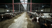 В Коми роботы-дояры и новые фермы увеличивают производство молока