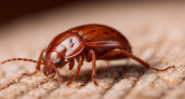 Постельные клопы: скрытая угроза и сила природной защиты