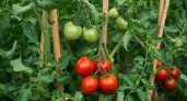 Эти три сорта томата вне конкуренции: высокая урожайность — до 12 штук с кисти и уход минимальный