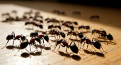 Обработала шкаф простым кухонным средством – и муравьи забыли дорогу к моему дому: вот как разрушить их планы