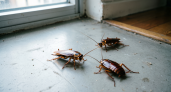 Тараканы в квартире: причины появления и методы борьбы