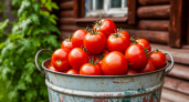 Этот сорт томатов выживет даже в адской жаре: жаростойкий и неприхотливый к поливу – делюсь впечатлениями