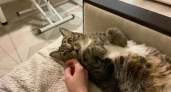 Где нельзя гладить кошку: 7 запретных точек, которые стоит обходить стороной