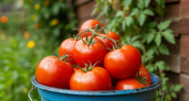 Будут не грядки, а помидорное царство: на этом раннем сорте томата плодов больше, чем листьев
